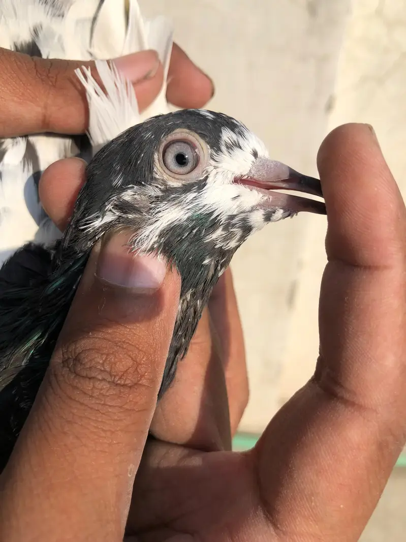 High flyer pigeon — photo 4