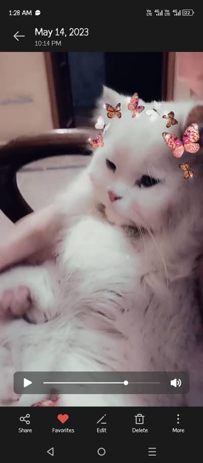 beautiful Persian cat