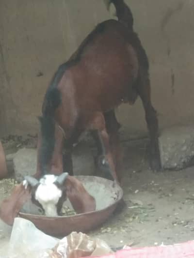 teddy bakra