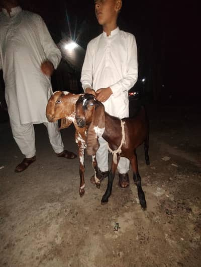nagri path or maki chini