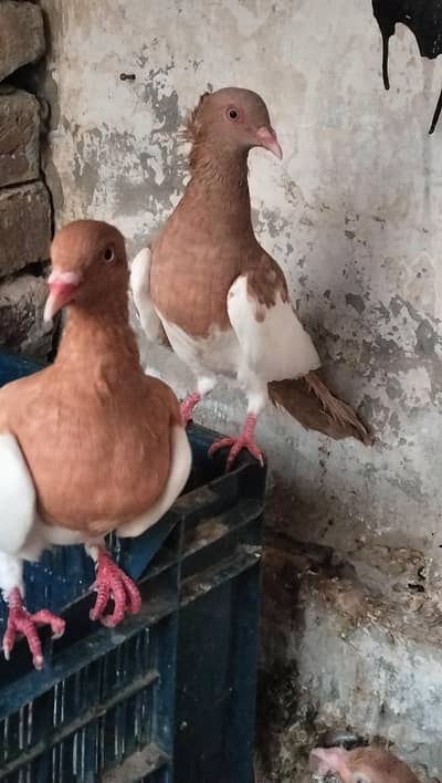 yellow Irani breeder pair