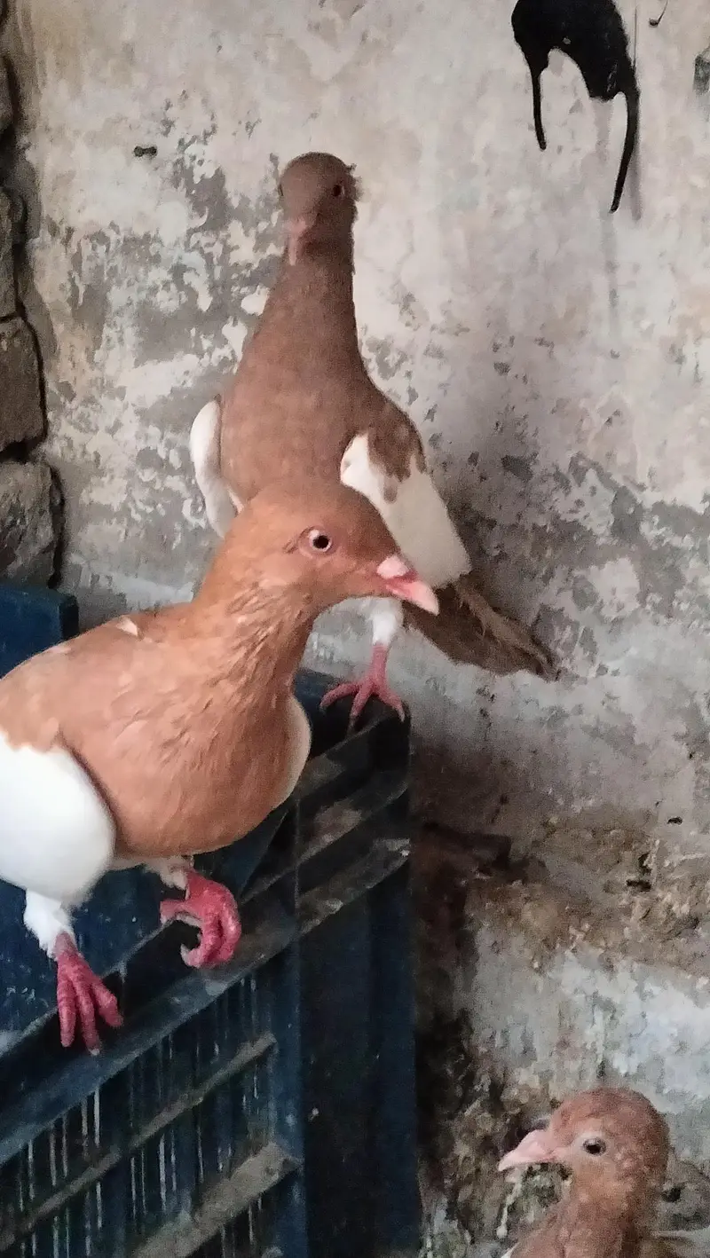 yellow Irani breeder pair — photo 2