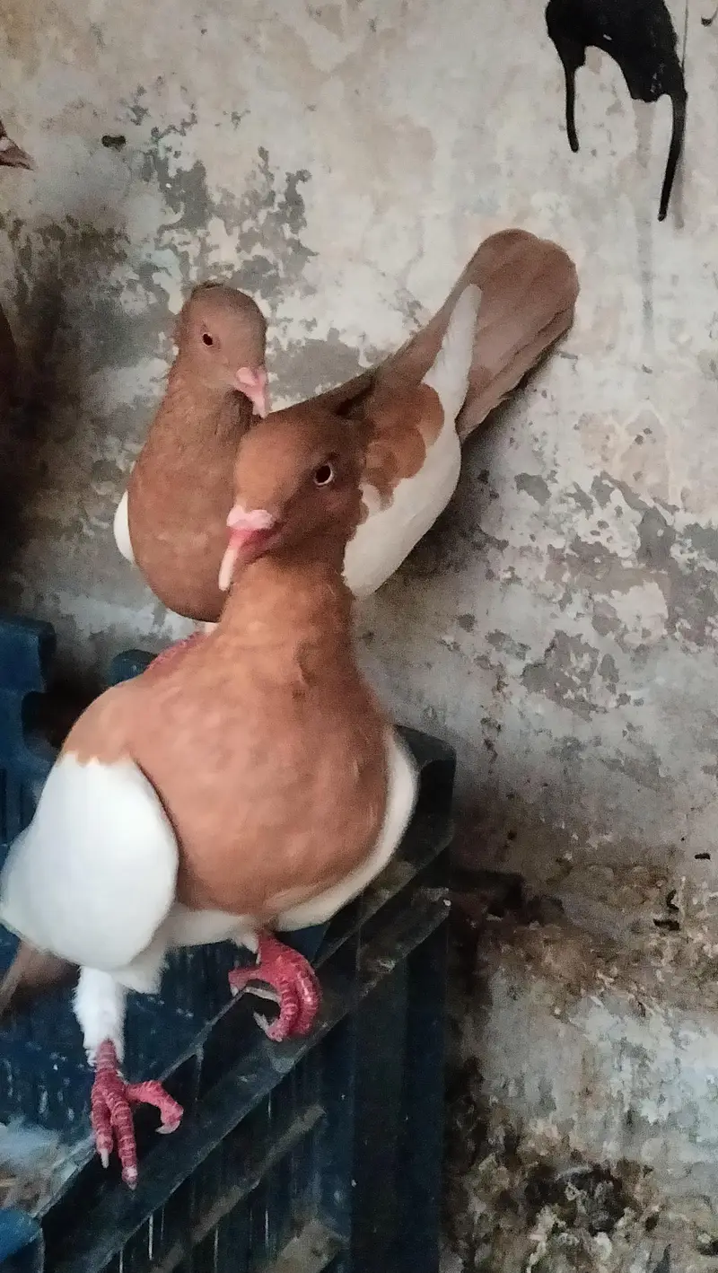 yellow Irani breeder pair — photo 3