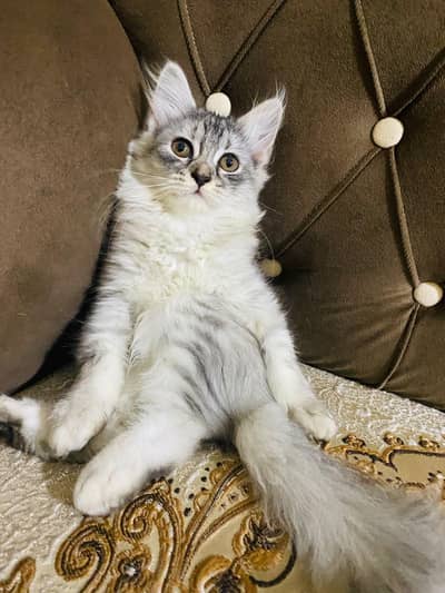 Persian kitten