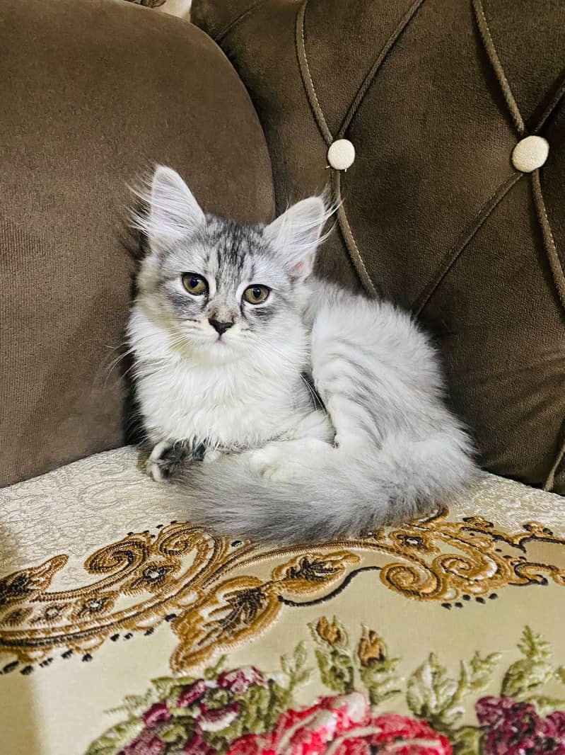 Persian kitten 1