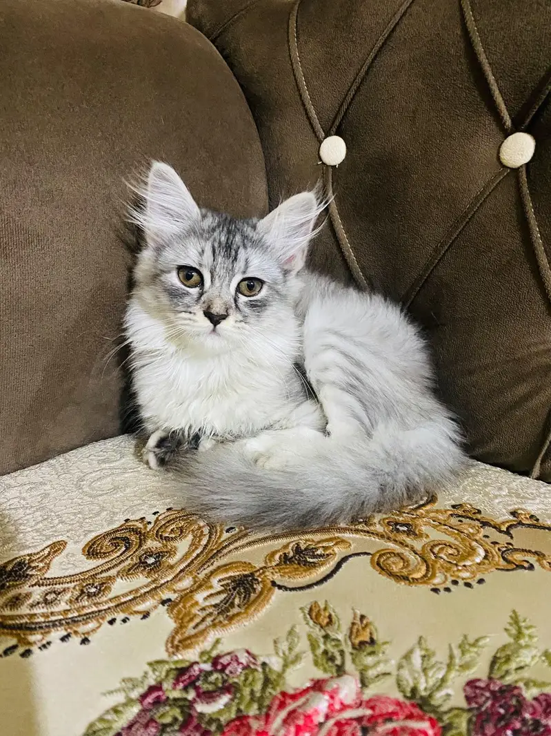 Persian kitten — photo 2