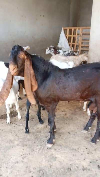 pure kamori breeder