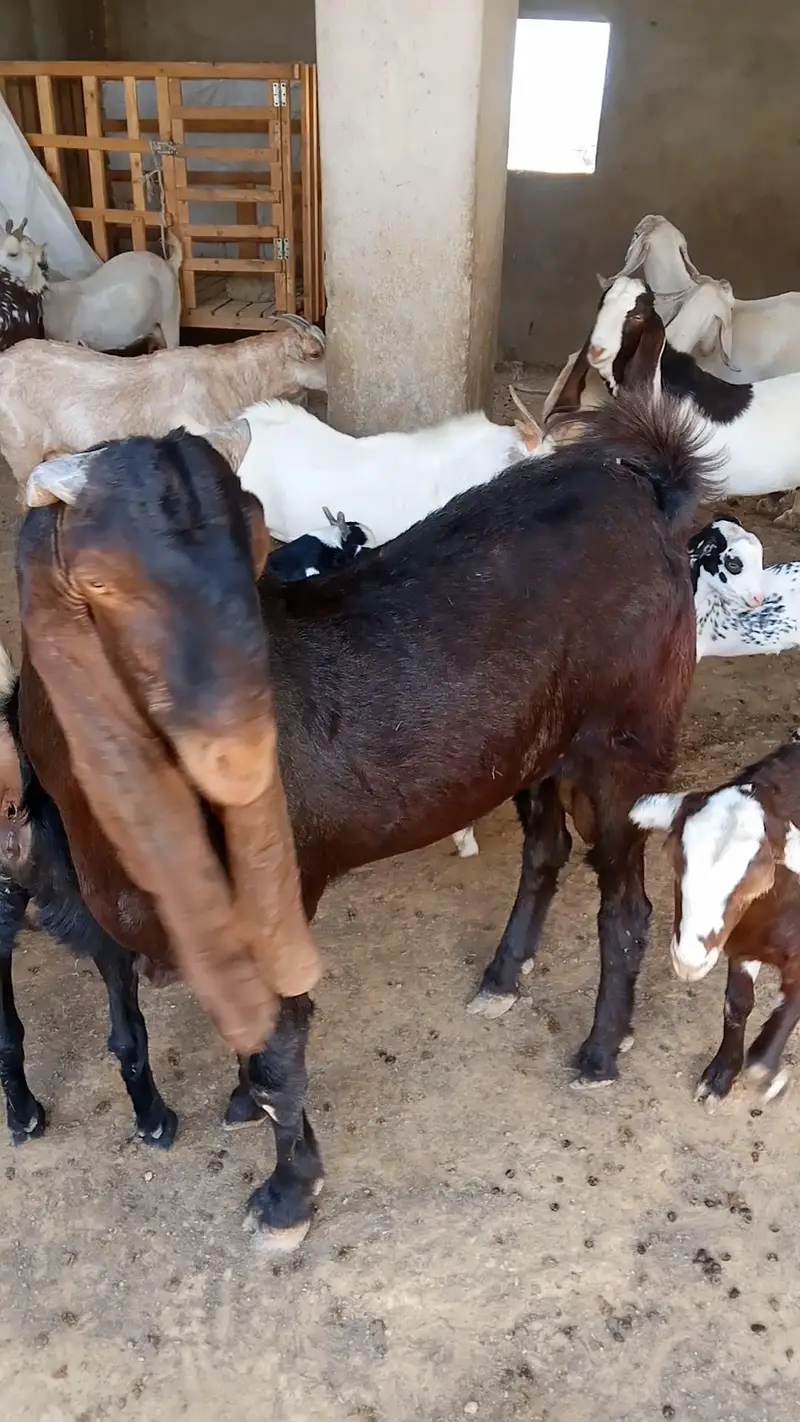 pure kamori breeder — photo 4