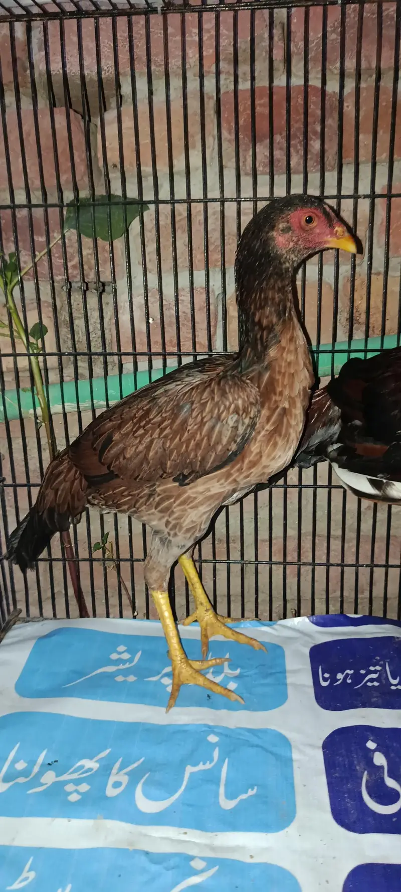 Pure Mianwali Aseel Pair — photo 2