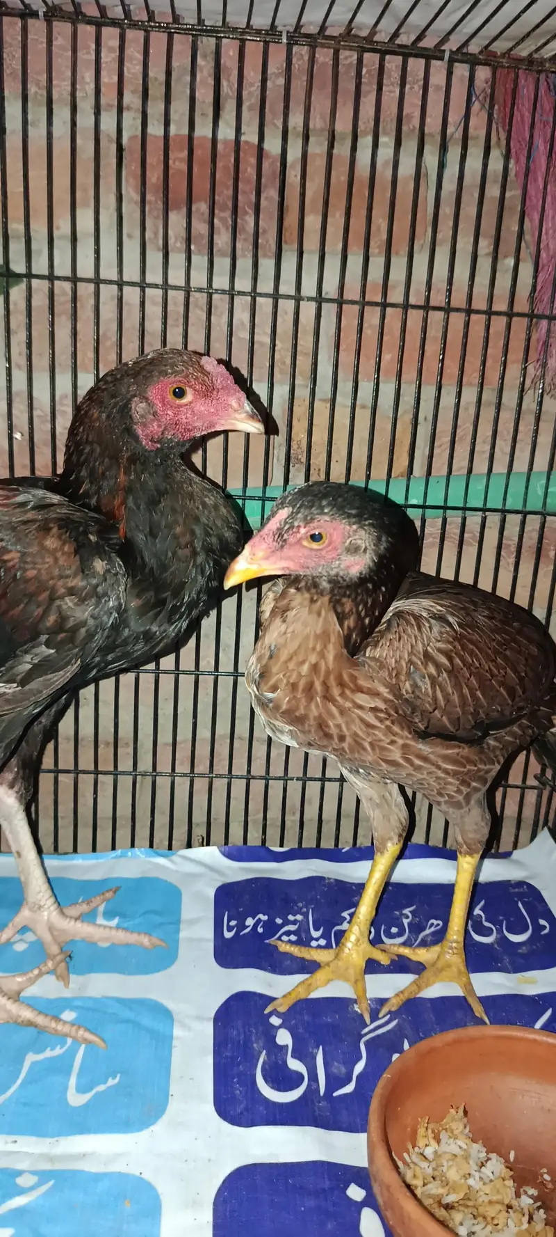 Pure Mianwali Aseel Pair — photo 3