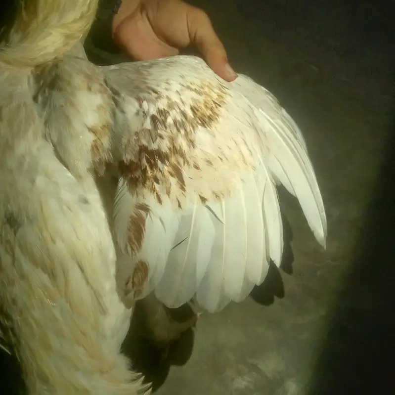 Aseel jawah — photo 4