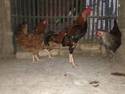 4 Birds ka Set (1 Murga + 3 Murgiyan) aur   Akeli White Murgi