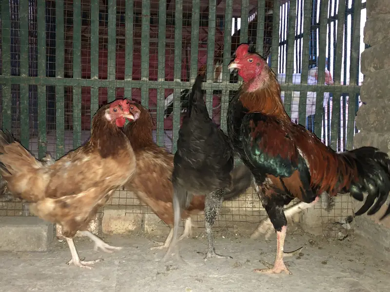4 Birds ka Set (1 Murga + 3 Murgiyan) aur   Akeli White Murgi — photo 3