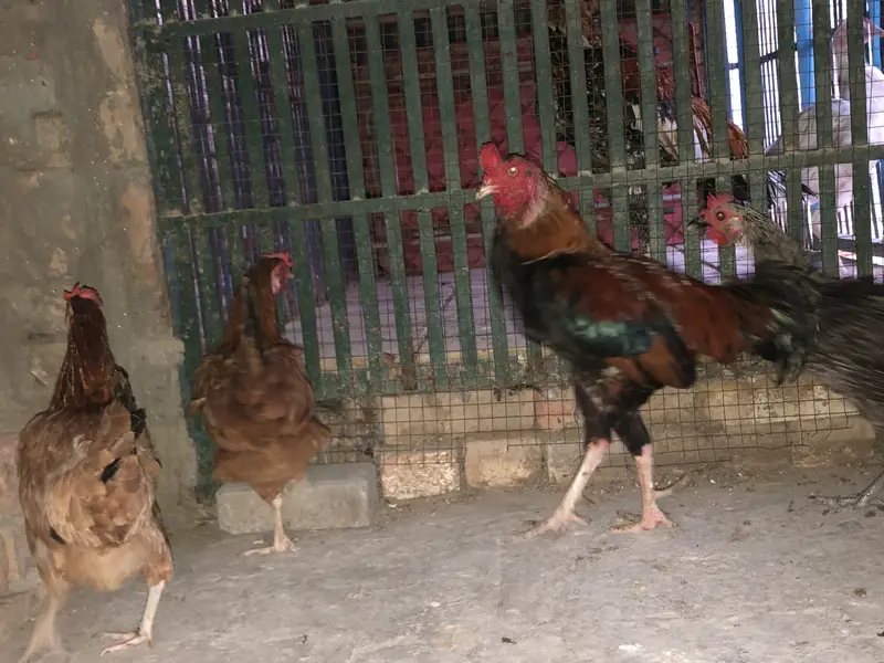 4 Birds ka Set (1 Murga + 3 Murgiyan) aur   Akeli White Murgi — photo 4