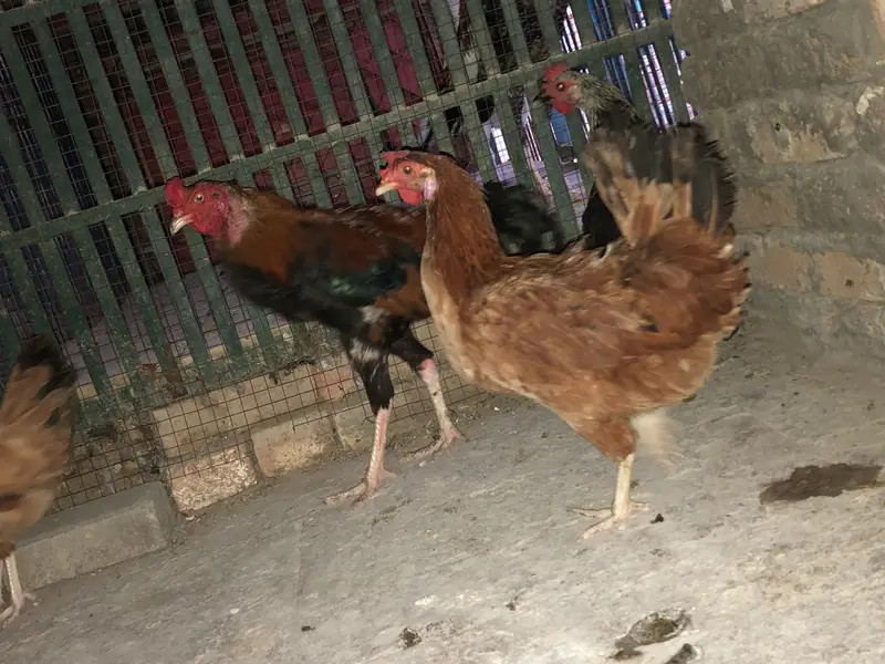 4 Birds ka Set (1 Murga + 3 Murgiyan) aur   Akeli White Murgi — photo 5