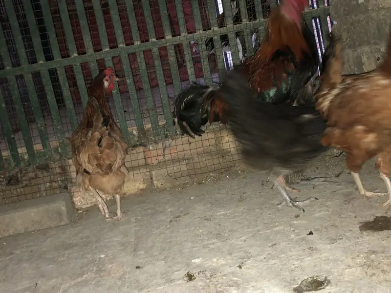 4 Birds ka Set (1 Murga + 3 Murgiyan) aur   Akeli White Murgi — photo 6