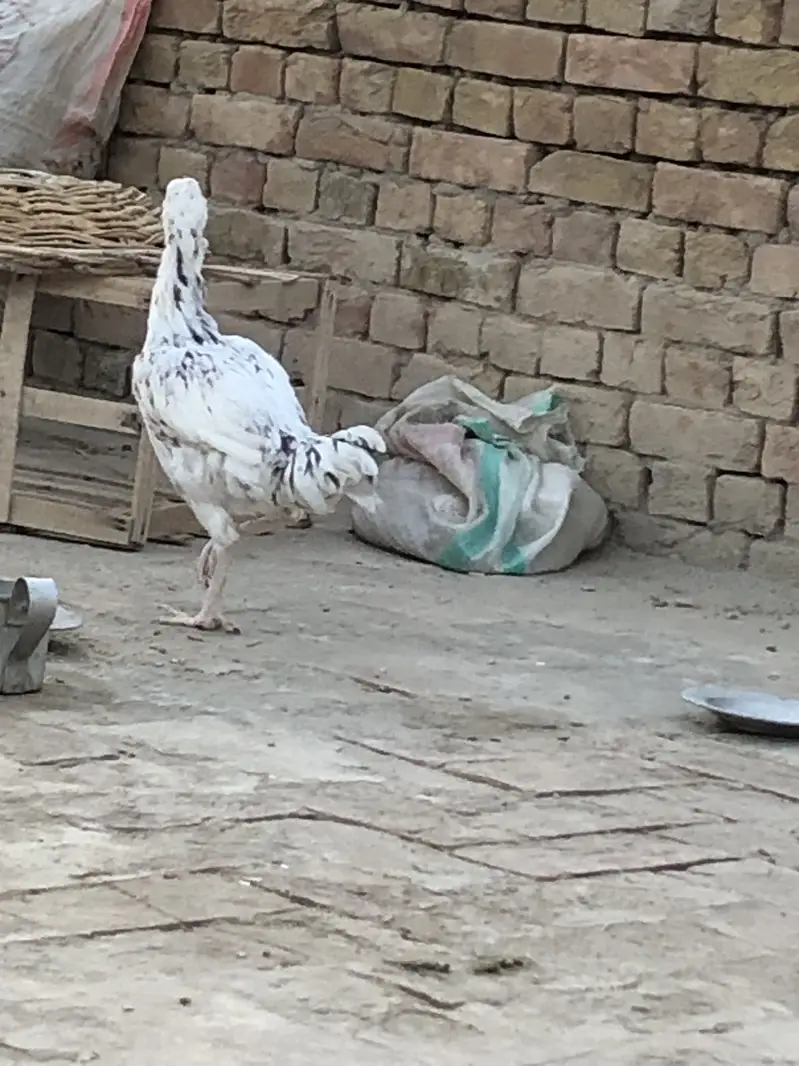 4 Birds ka Set (1 Murga + 3 Murgiyan) aur   Akeli White Murgi — photo 7