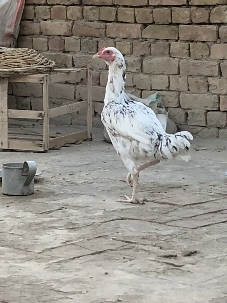 4 Birds ka Set (1 Murga + 3 Murgiyan) aur   Akeli White Murgi — photo 8