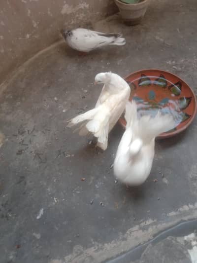 lakha breading pair2 bacho k sth h achy size m h