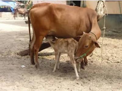 Beautiful Cow / Vachi k saath/ Sahiwal Nasal