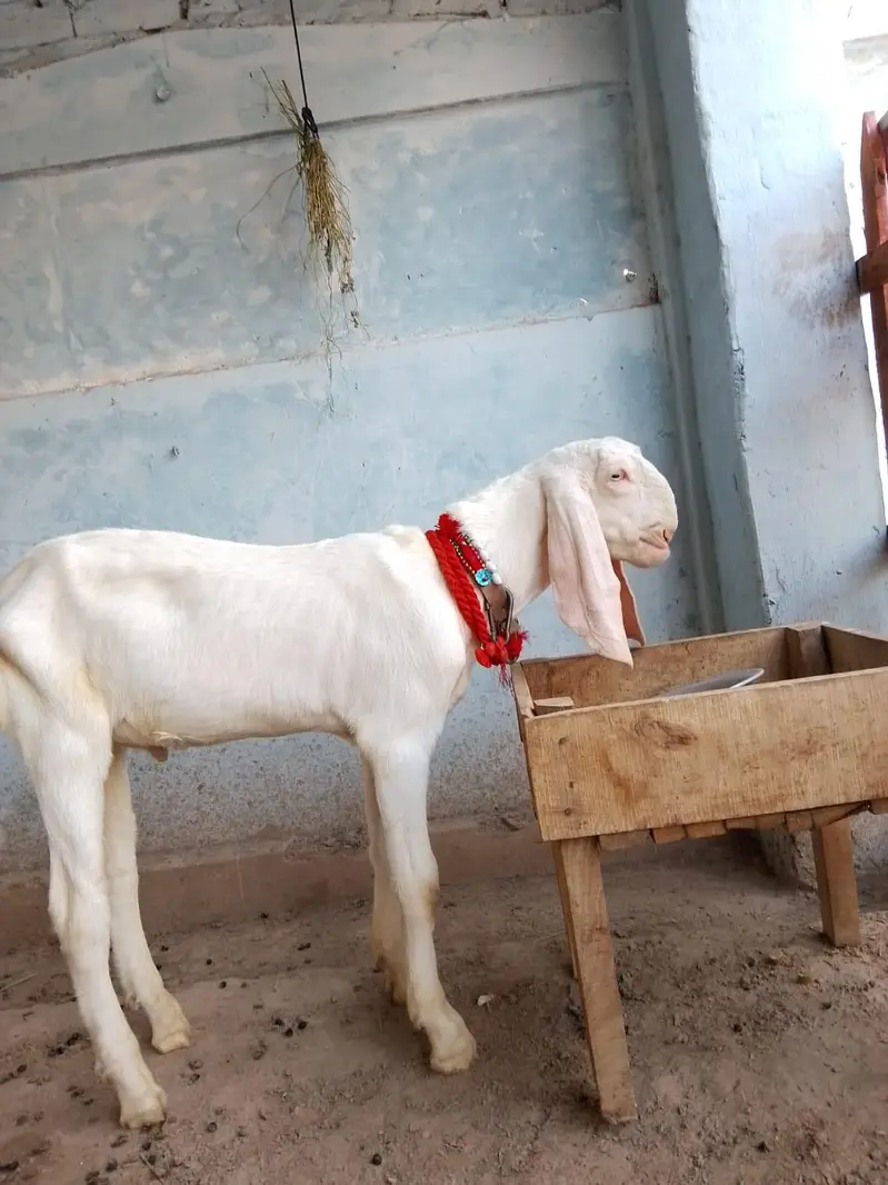Muhammad Puri — photo 2