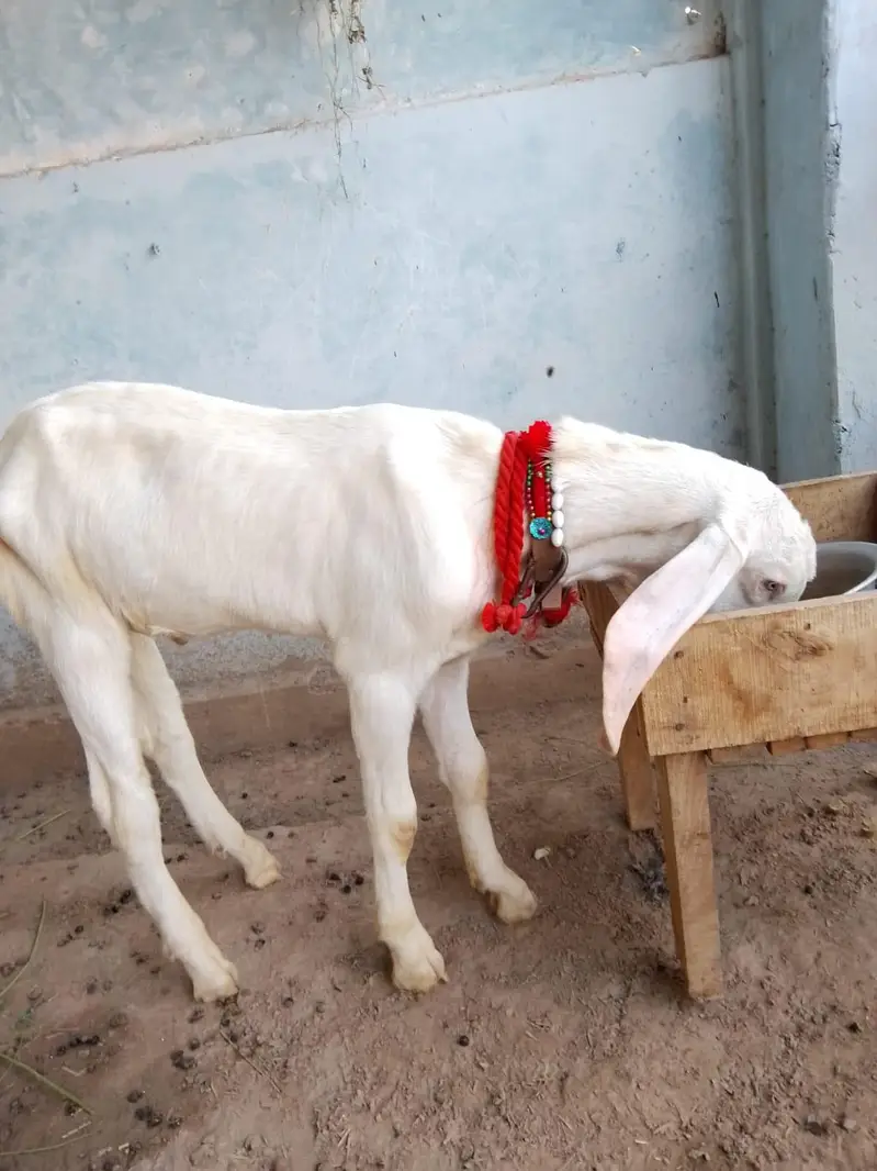 Muhammad Puri — photo 3