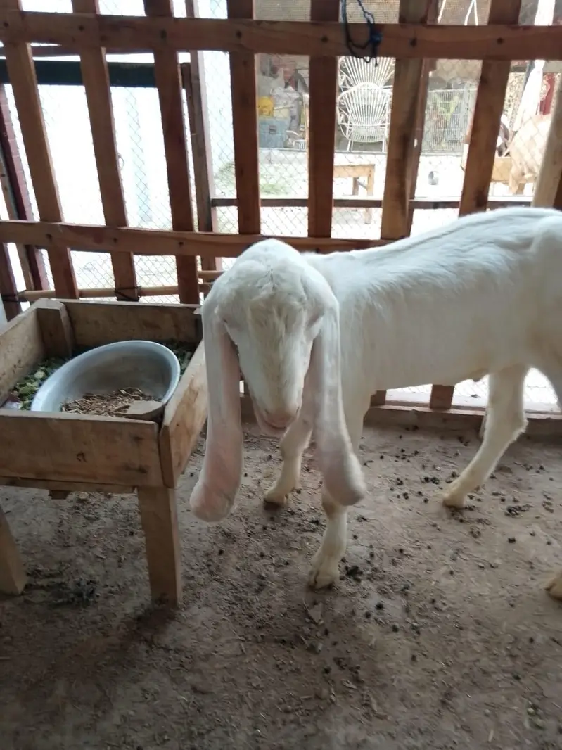 Muhammad Puri — photo 5