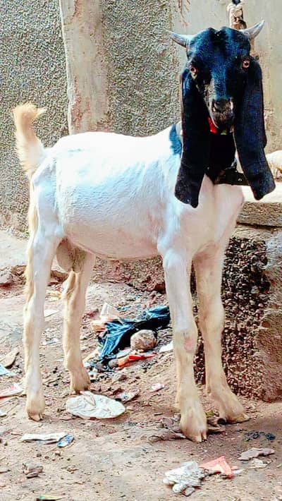 1 bakra ha bus final 25 i urgent sale