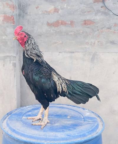 old blood murg