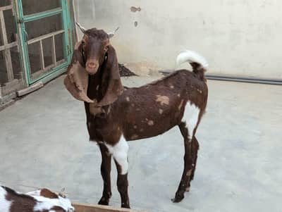 Bakri 2 Bache 3 he 1 male 2 female