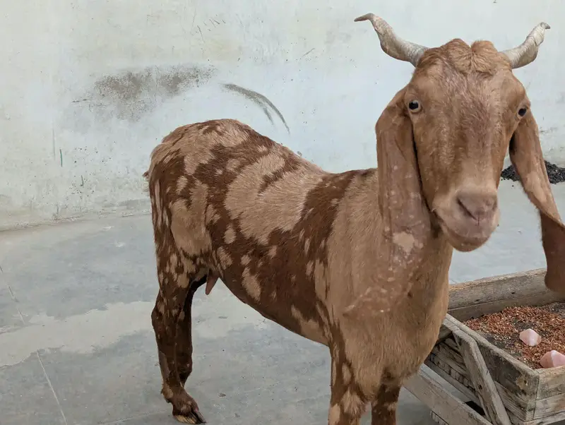 Bakri 2 Bache 3 he 1 male 2 female — photo 2