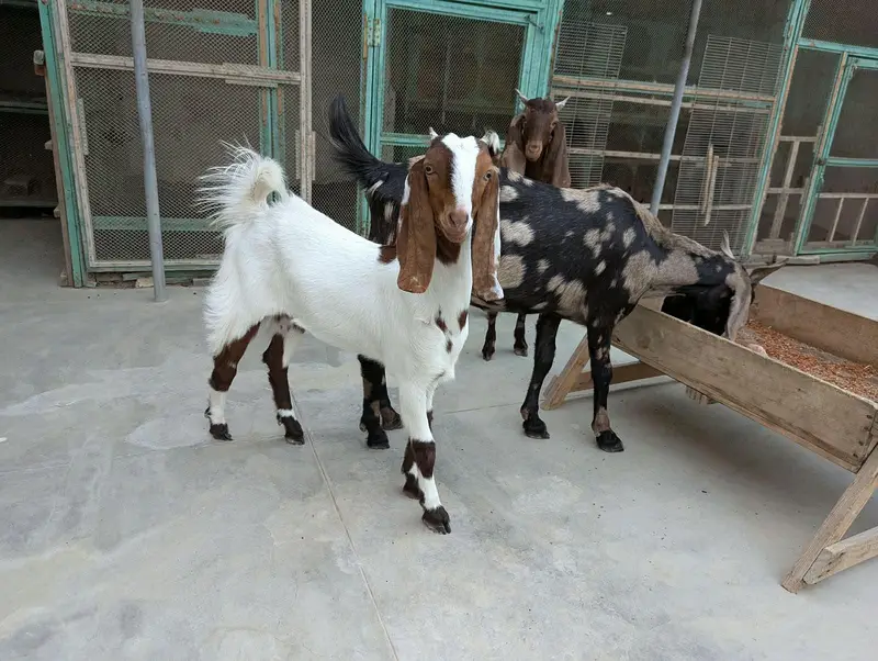 Bakri 2 Bache 3 he 1 male 2 female — photo 3