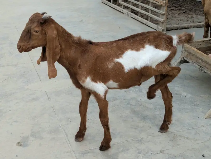 Bakri 2 Bache 3 he 1 male 2 female — photo 4