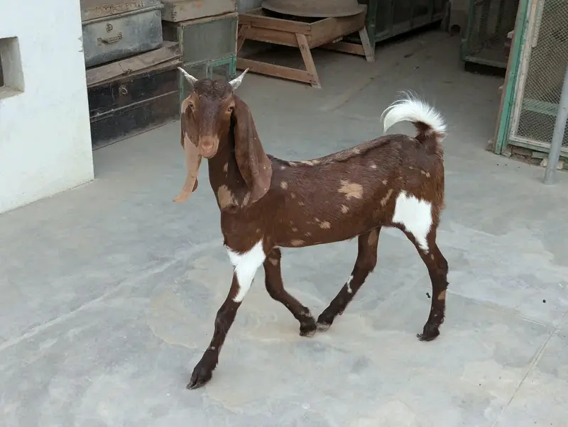 Bakri 2 Bache 3 he 1 male 2 female — photo 5