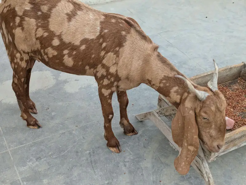 Bakri 2 Bache 3 he 1 male 2 female — photo 6