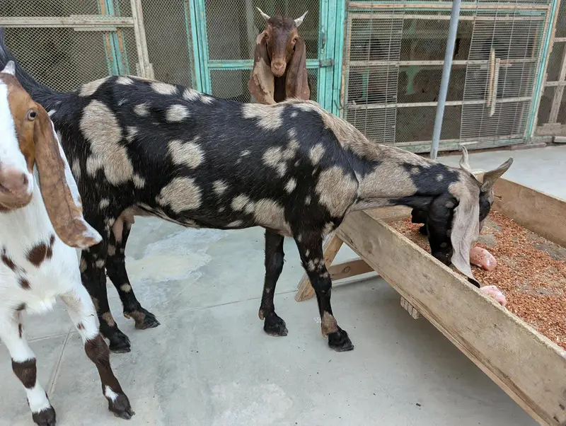 Bakri 2 Bache 3 he 1 male 2 female — photo 7