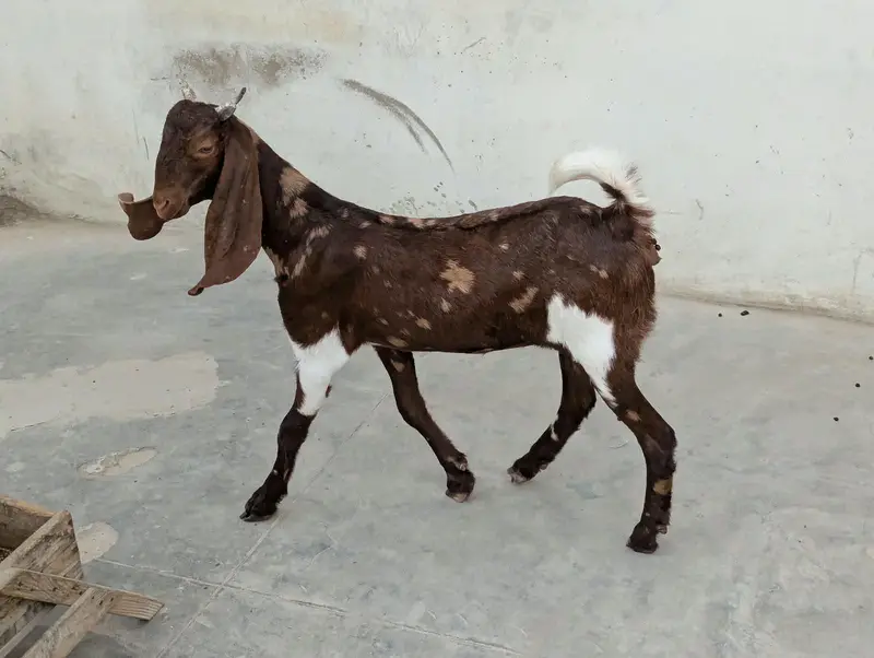 Bakri 2 Bache 3 he 1 male 2 female — photo 8