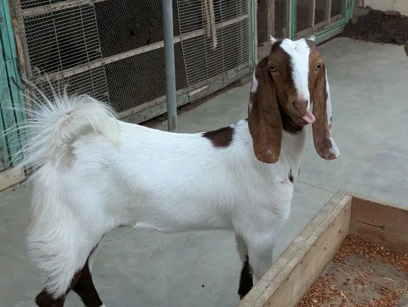 Bakri 2 Bache 3 he 1 male 2 female — photo 9