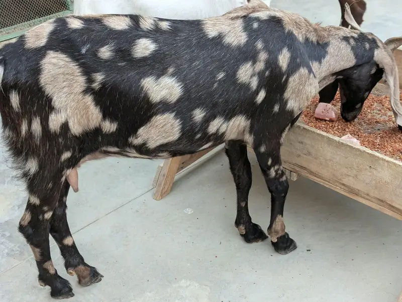 Bakri 2 Bache 3 he 1 male 2 female — photo 10