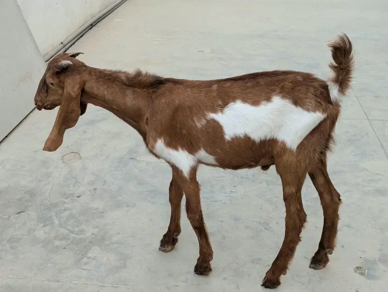 Bakri 2 Bache 3 he 1 male 2 female — photo 11