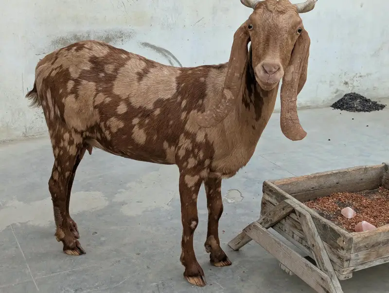 Bakri 2 Bache 3 he 1 male 2 female — photo 12