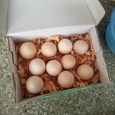 03438519710 WhatsApp (fertile bantam egg