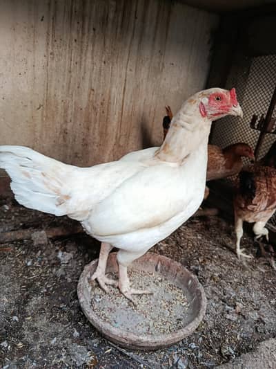 13 Aseel females for sale