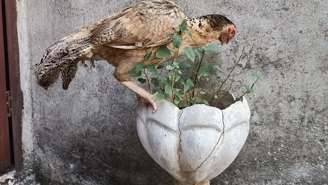 Indian Parrot Beak Tamil Nado female — photo 10