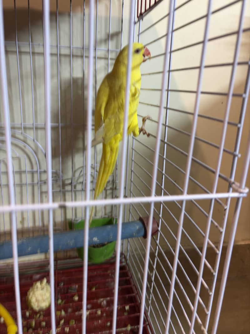 Yeloow Ring neck 0