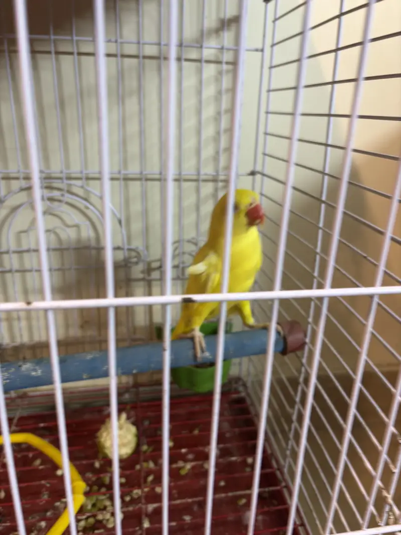 Yeloow Ring neck — photo 2