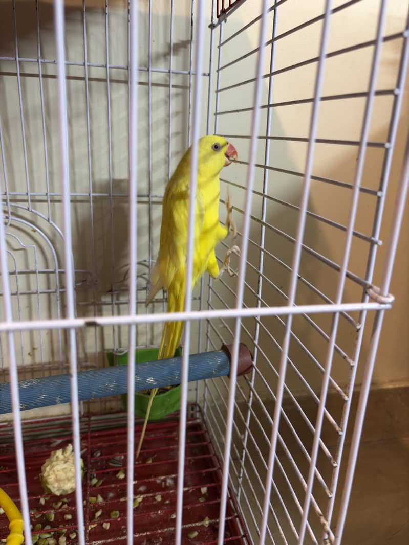 Yeloow Ring neck 2