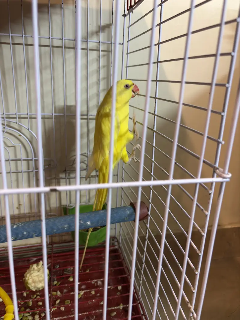 Yeloow Ring neck — photo 3