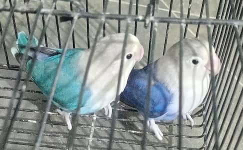 Blue opaline love birds for sale