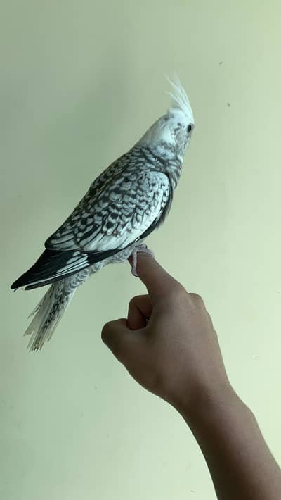 tame eno pearl cocktail